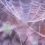 artificial spider silk
